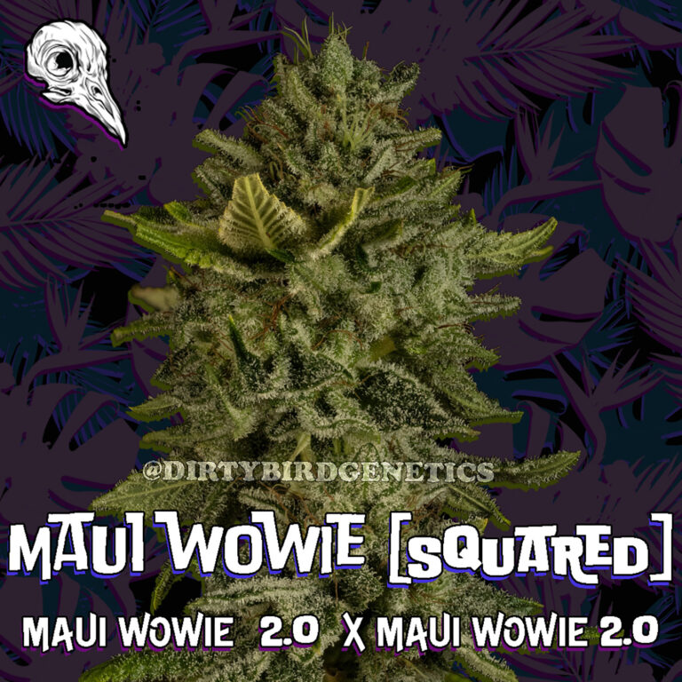 Maui Wowie Squared
