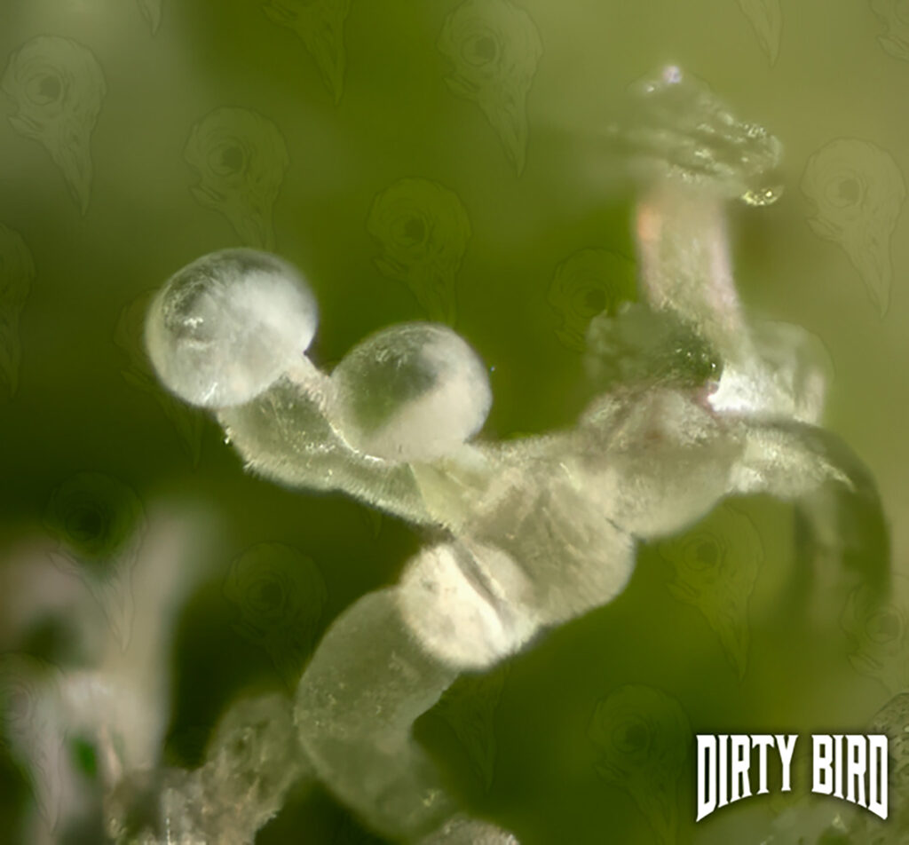Cannabis Cloudy Trichs