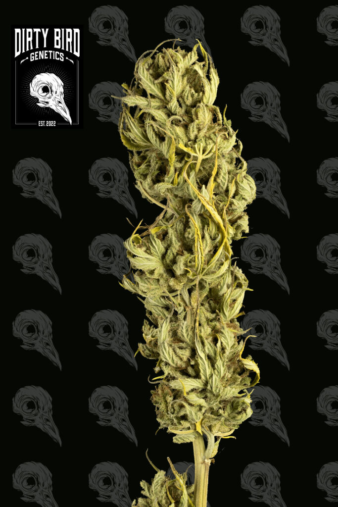 Cannabis Harvest Dry Trim