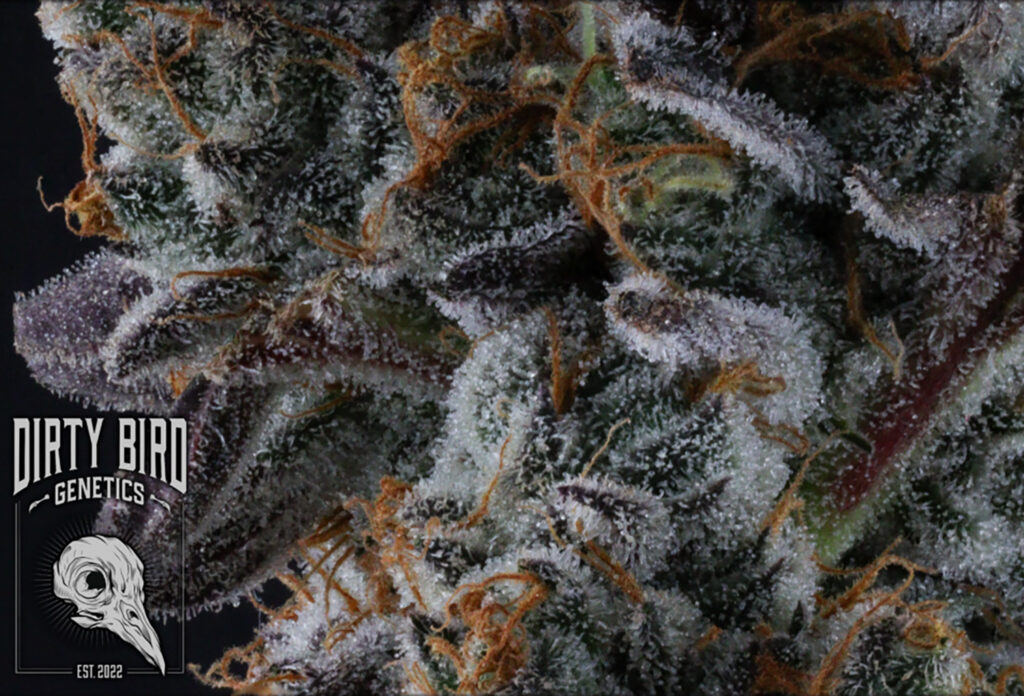 Cannabis Mature Stigma