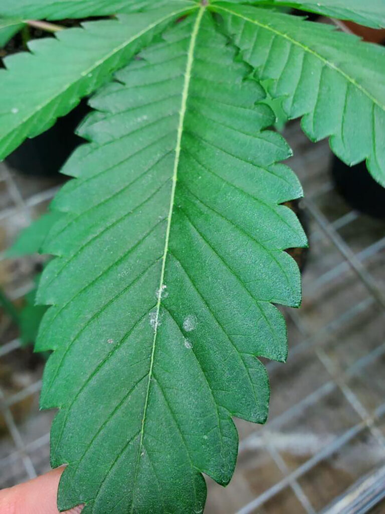 Cannabis Powdery Mildew